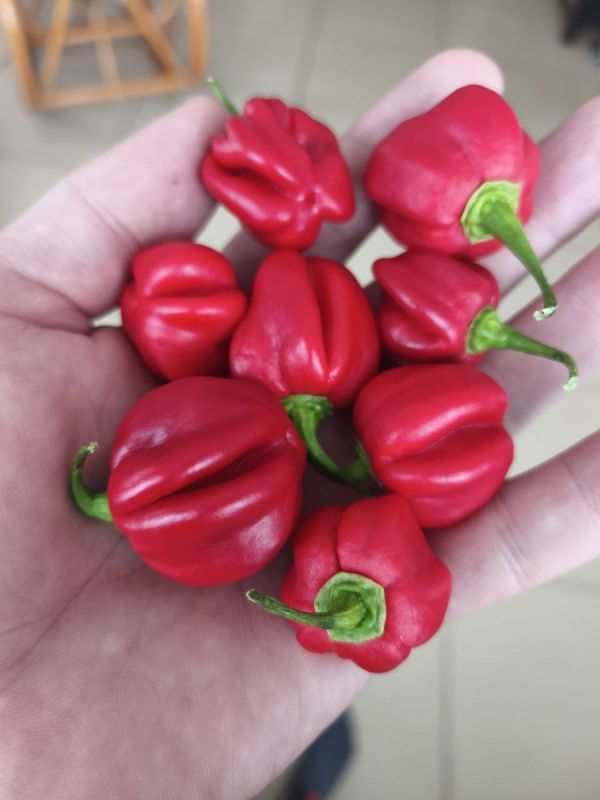 ������� ��� ��������: ����� ����-���� � �������� � ���������