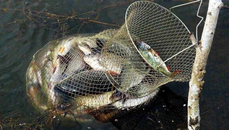 ��� ��������� ���� �����: ������ ������ � �������