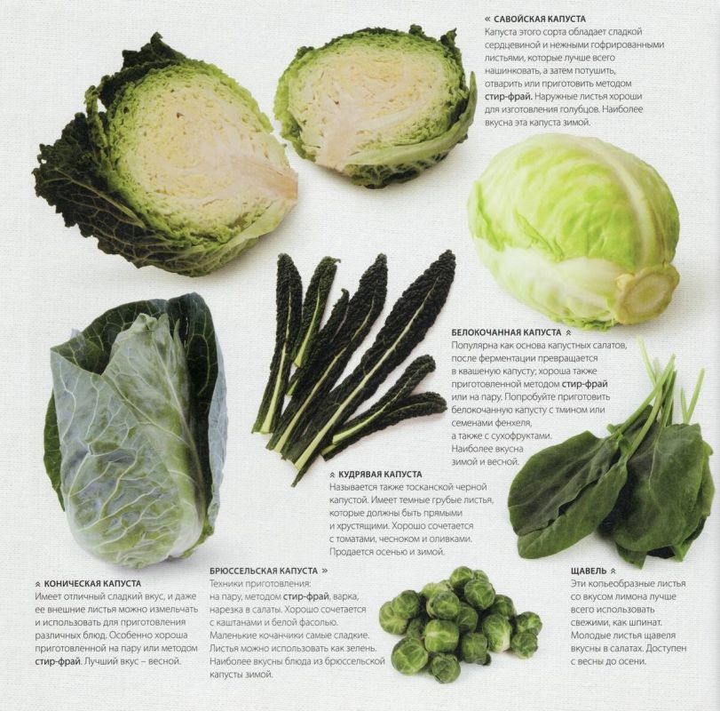 Кочанная капуста и зелень: как выбрать и использовать