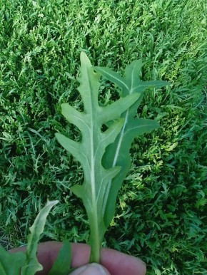 Как руккола круглый год остаётся зеленью на столе и в хозяйстве