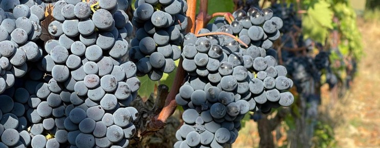 Редкие винные сорта: лагрейн и его характер