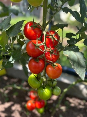 Томат и помидор: разбираемся в различиях и лучших сортах