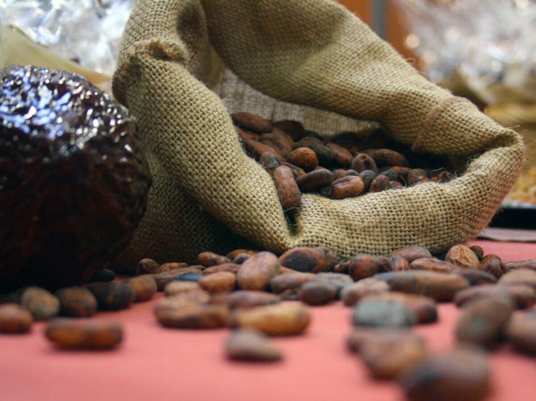 Какао-бобы впервые за год упали ниже пяти тысяч долларов за тонну