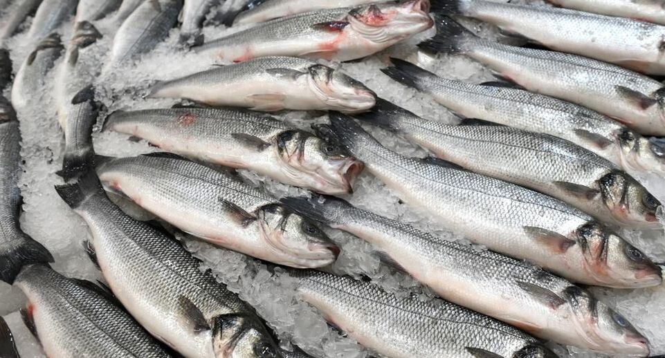 Как беларусь стала главной рыболовной силой для россии