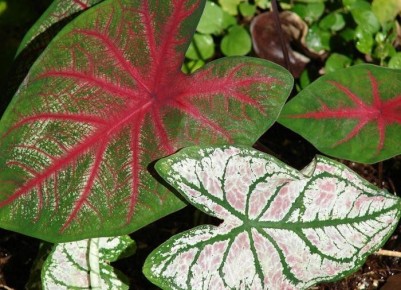 ����� �������� ������� ���������� ��� ������ ����