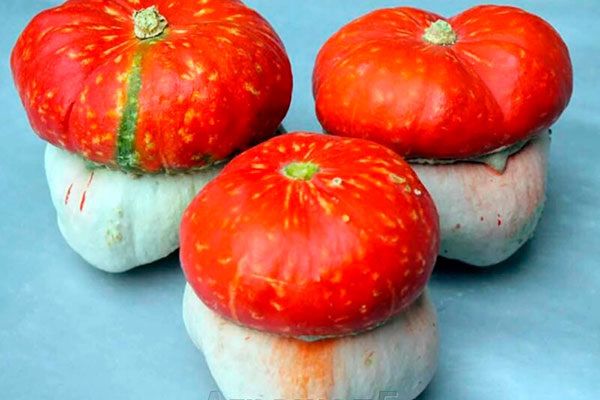 ����� ������� �������: �� �������� ������ �� ������������� ����