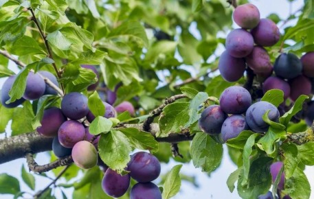 ������ �������� ����� �� 40 �����: ������, ������ � ������