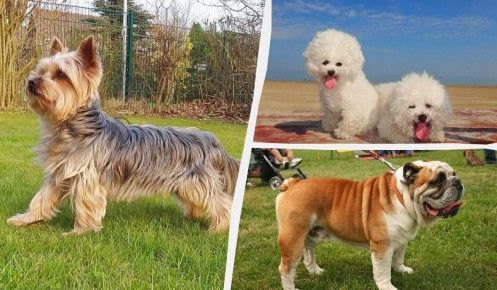 Спокойные компаньоны: 9 пород собак, идеальных для жизни в квартире