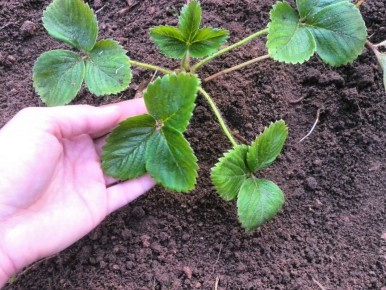 Эффективные методы защиты клубники: белорусский подход к борьбе с вредителями