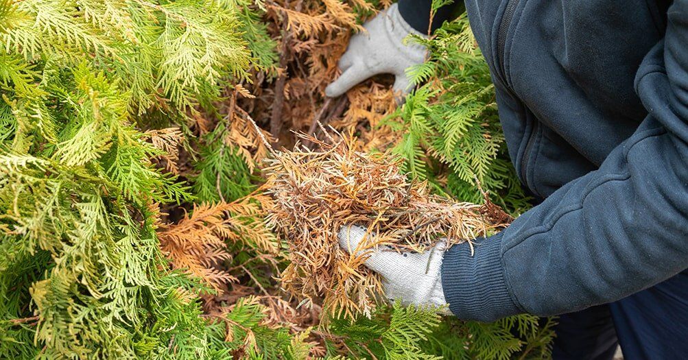 ��� �������? �������� ������� � �������