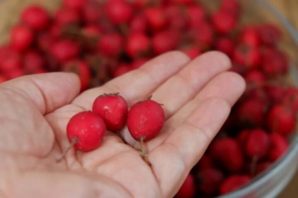 Сезон боярышника: как выбрать ягоду, сохранить пользу и не навредить себе