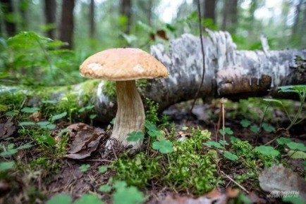 Белый гриб: как не ошибиться при сборе и узнать настоящий