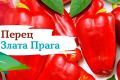 Перец Злата Прага: Всё, что нужно знать о востребованном гибриде