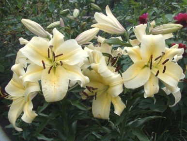 Весна — время для посадки лилий