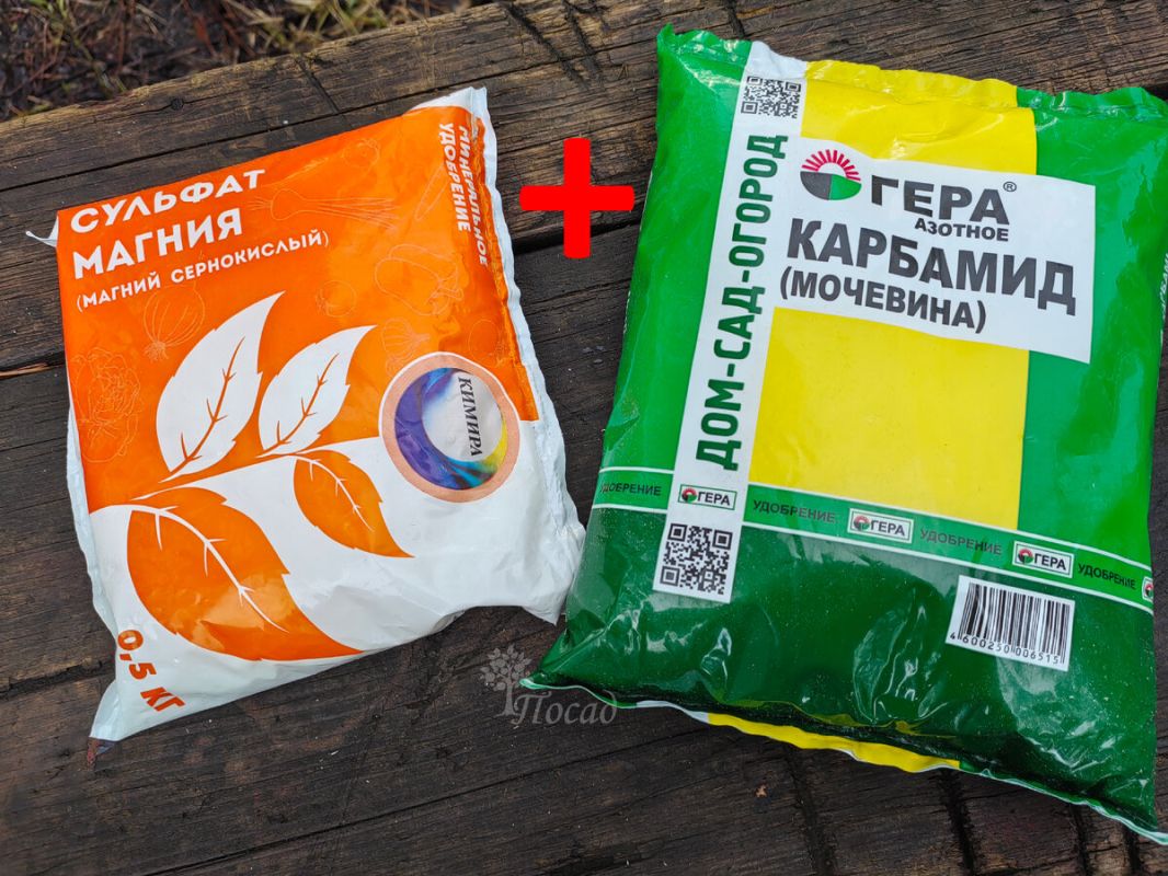 �������� �������: ��� ���� � ������ ������� ������ ���� ��������