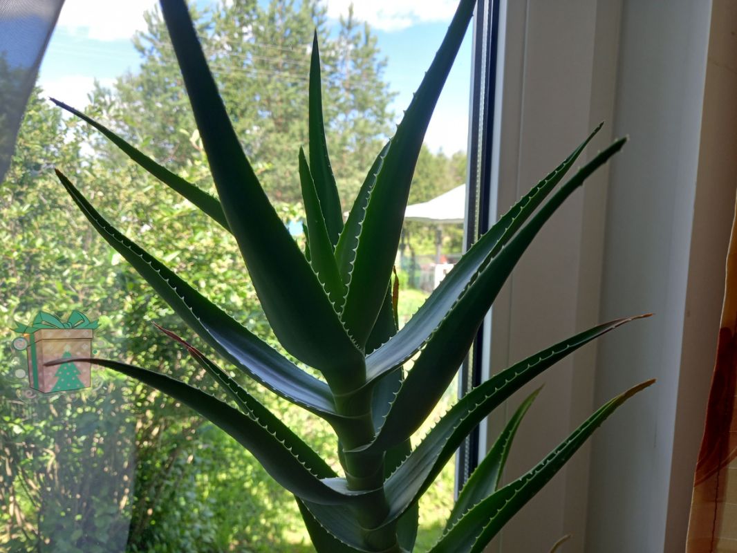 ������ �������� ������ �� �������� �� ��� �� �����������