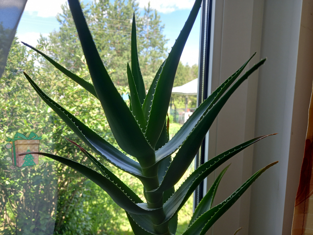 Почему странные советы по экономии на еде не срабатывают