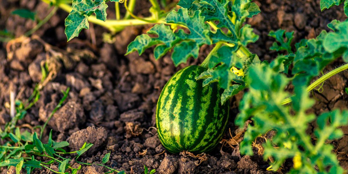 Как вырастить арбузы и дыни в средней полосе: реалии и секреты