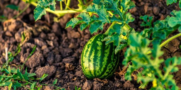 ��� ��������� ������ � ���� � ������� ������: ������ � �������