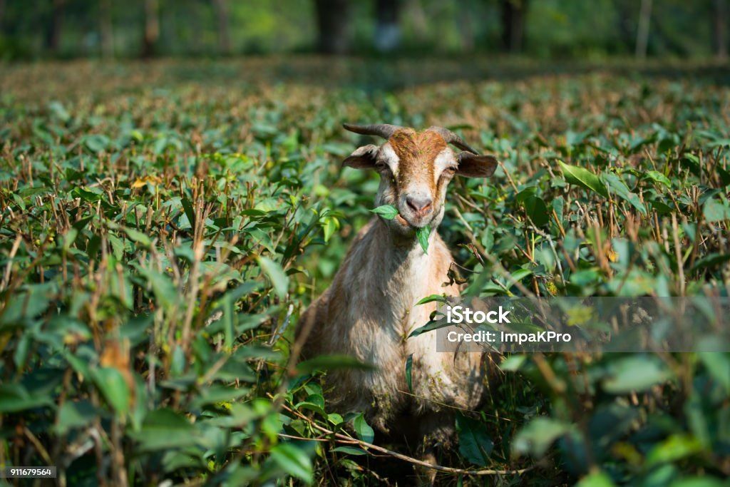 ��������� �������� ����������� ���