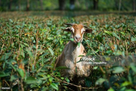 Понимание феномена фермерского чая