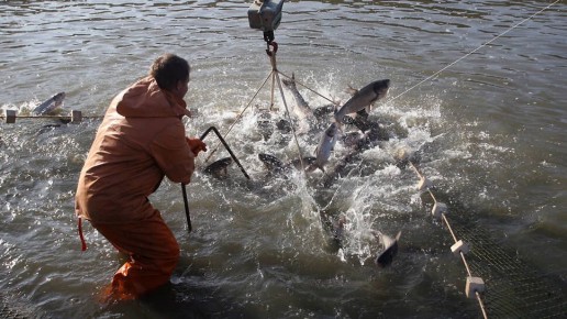 Вылов рыбы в Азово-Черноморском бассейне достиг рекордных показателей