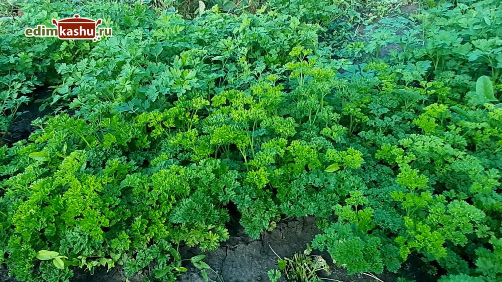 ����������� ������� ��������� �������� �� ���� � ���������� ����