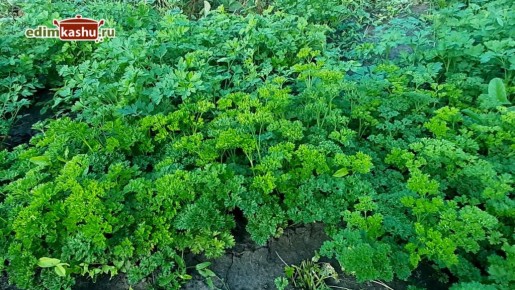 ����������� ������� ��������� �������� �� ���� � ���������� ����