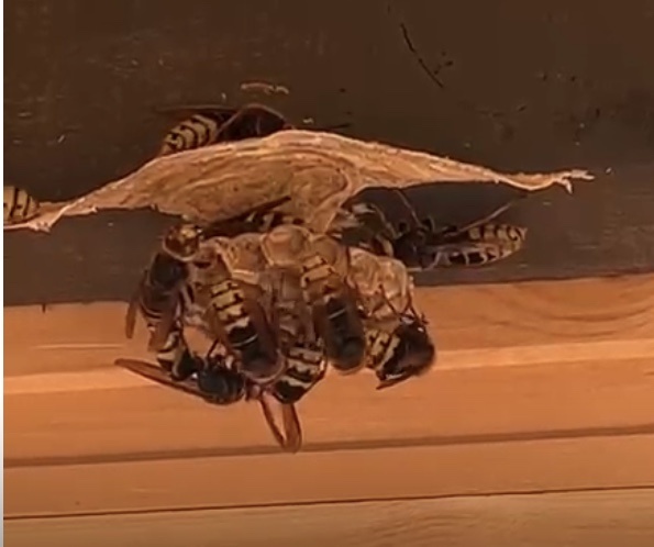 Новая неделя на 500 рублей: что осталось в холодильнике