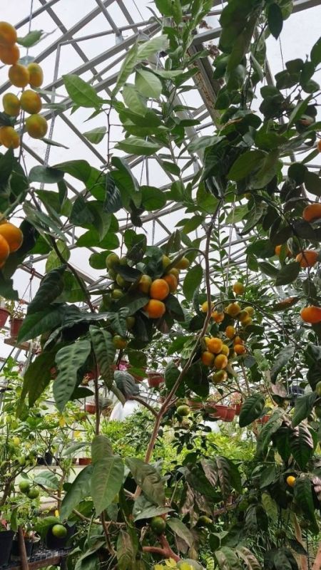 � ������������ ���� ��� ��������� ��������� � ����������