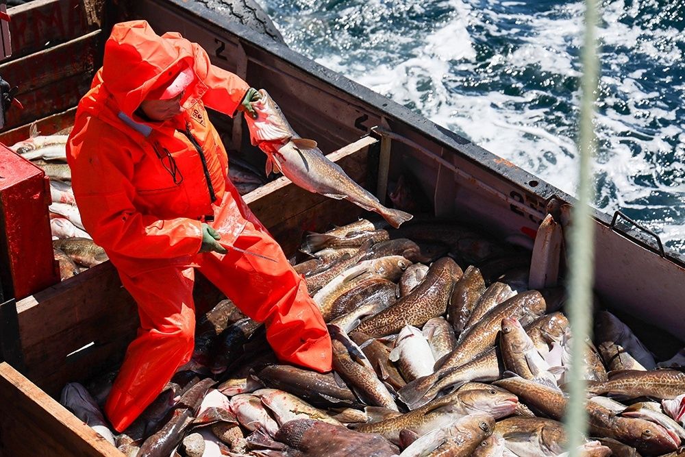 Уникальные ранозаживляющие покрытия на основе коллагена трески: прорыв в медицине