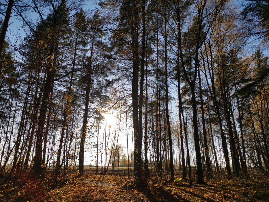 Воспоминания о лесных пейзажах: конкурс без грибов