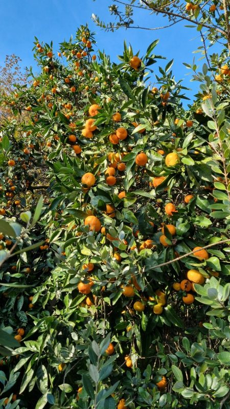 ��� �������� ������������ ����� � �������: �������� ����������