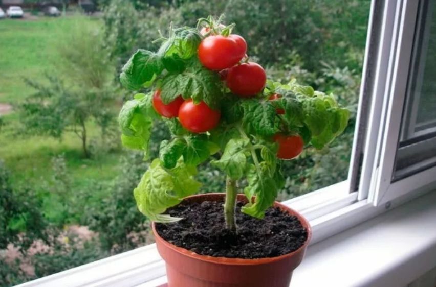 ��� ��������� �������� �� �����������