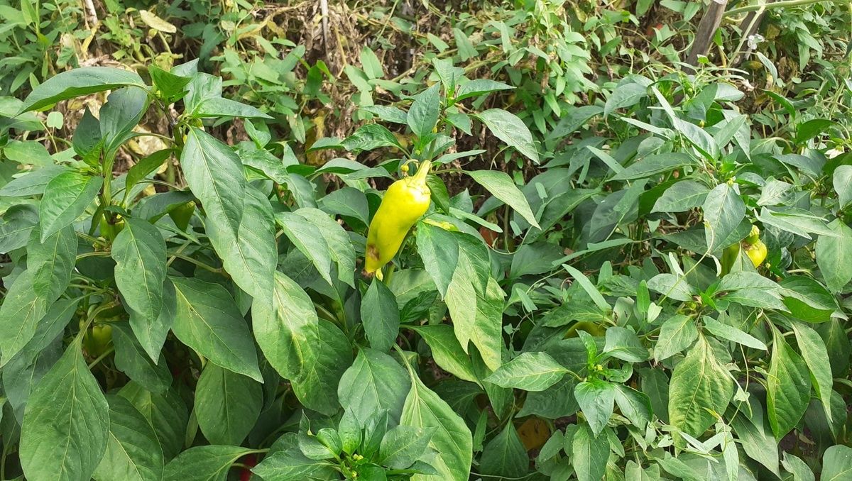 ��� ������������ ������� ������: ������� ���� ��� ���������� �������������