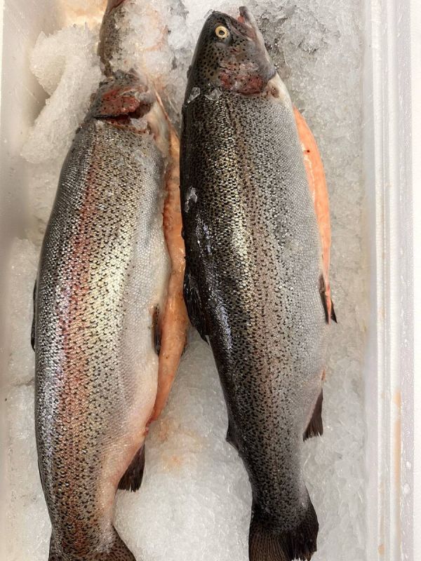 ���������� ������: ������ ����������� �� ���� 1200 ������ �� ���������