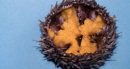 Морские ези: деликатес или рискованный эксперимент?