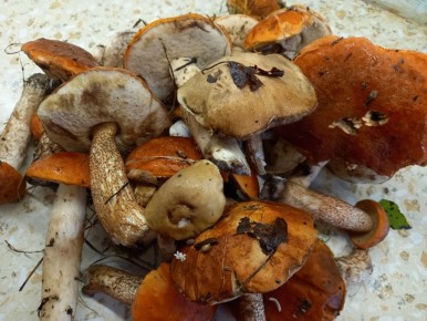 ��� ������ ������� ������ � �������� �������� ��� ������