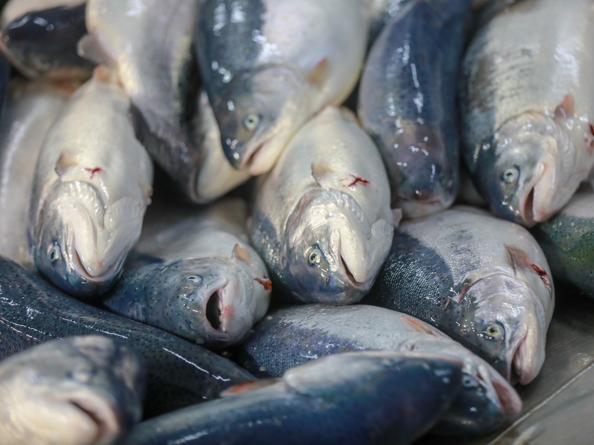 Рыболовство на грани: прогнозы на 2026 год подводят итоги текущего года