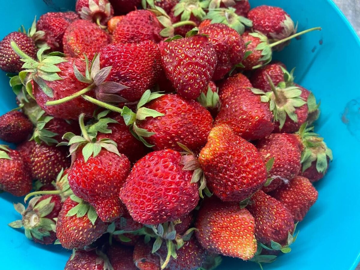 Ягоды на зиму без сахара: просто, быстро и вкусно