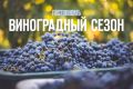 Виноградный сезон: как насладиться вкусом и пользой этого плода
