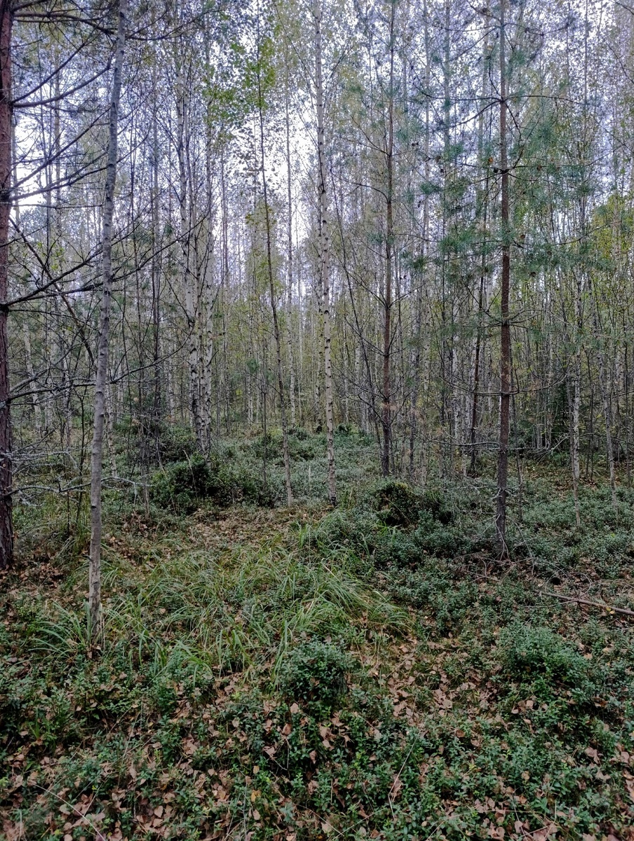 Осень в сердце леса: волшебство и тайны старой вырубки