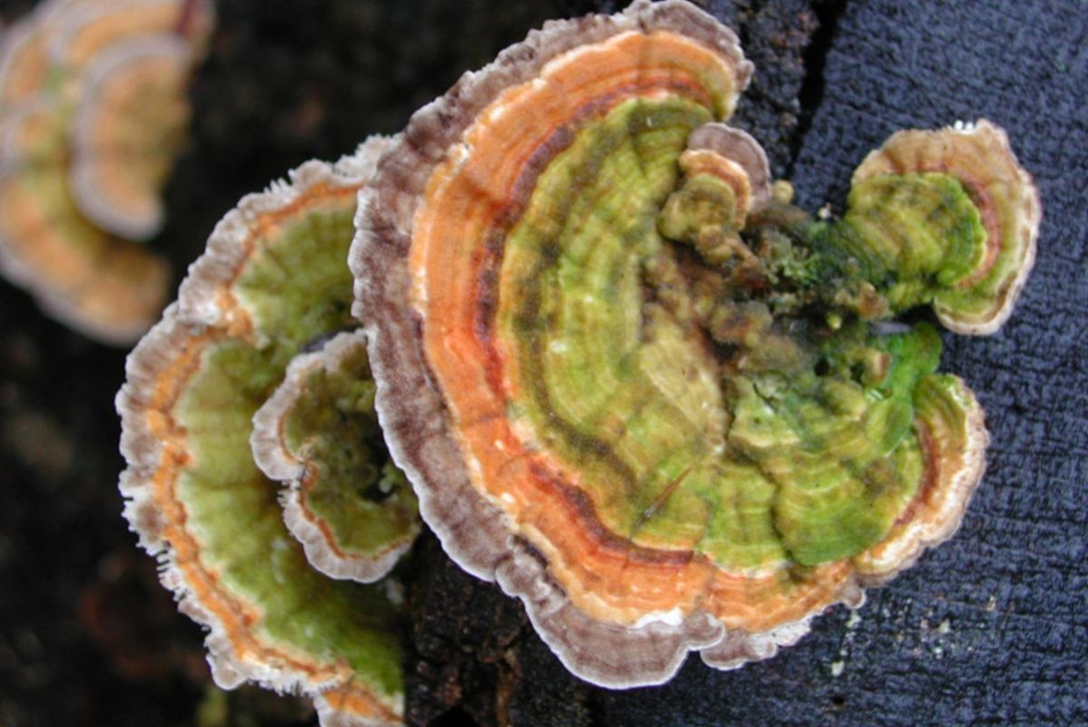 �����, ������� ������� �� ��������: ������������ �������� ������������������ ��������