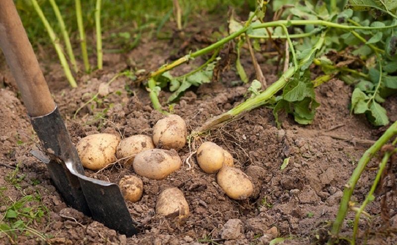 ��� ����������� ������� ��� �������� ������ ���������: ������ �����������