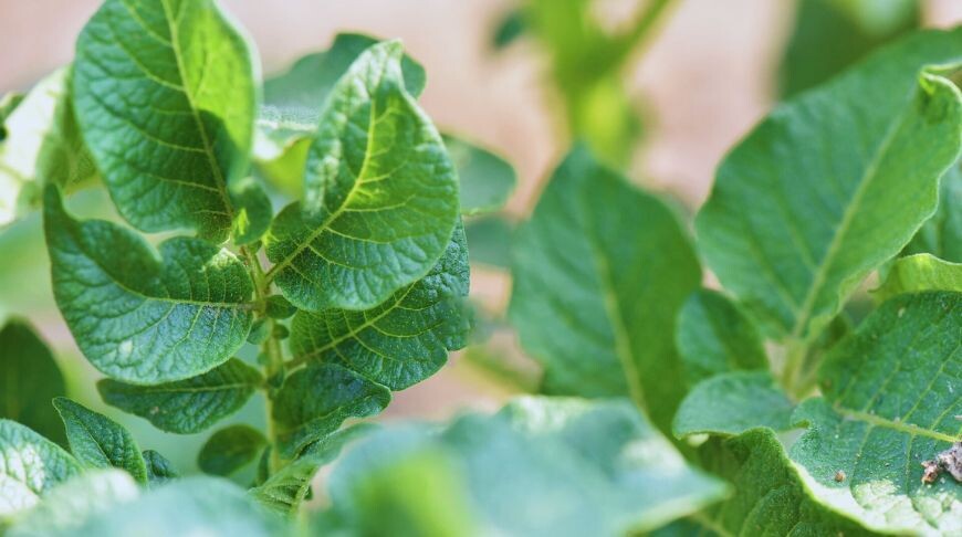 Как защитить картофель от фитофтороза: советы и секреты