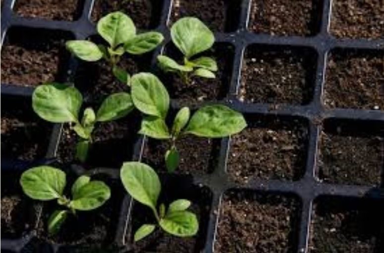 ��� �������� ���������������� ������ ��� ����������� ����������