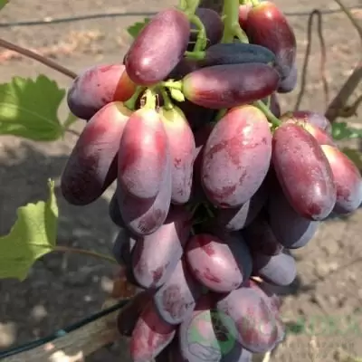 Виноград «Красава»: секреты роста и ухода за крупными ягодами