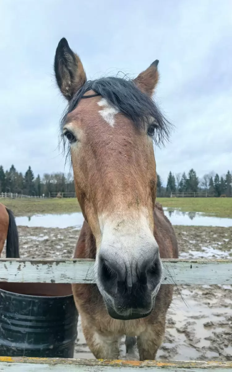 Узнайте о волшебном экоранчо