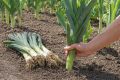 ������� ��������� ����������� ����-�����: ��� �������� ������������� ������